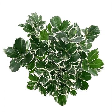 Euonymus japonicus 'Kathy'