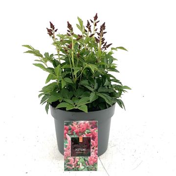 Astilbe SHORT 'N' SWEET FIREBERRY