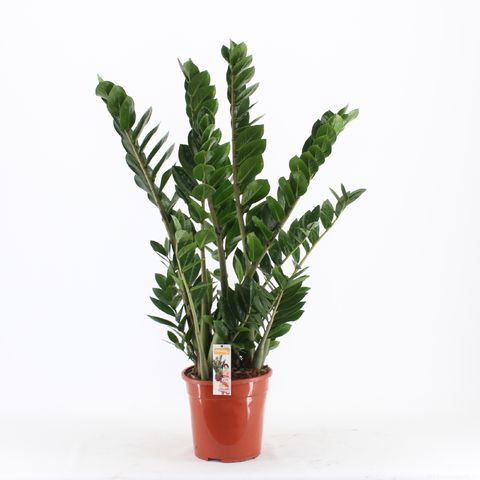 Zamioculcas zamiifolia