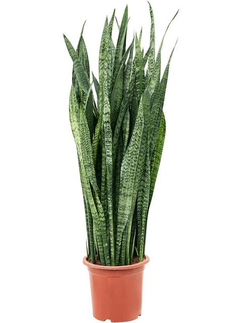 Sansevieria zeylanica