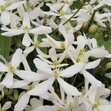 Clematis 'Сноудрифт' (Ar)