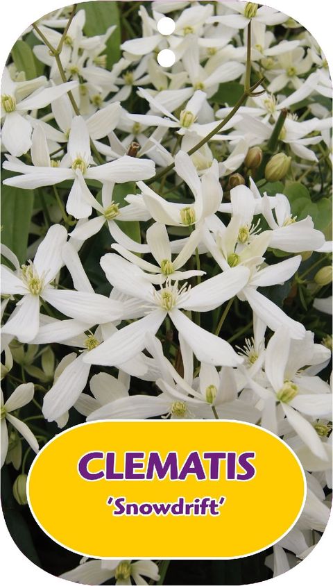 Clematis 'Snowdrift' (Ar)