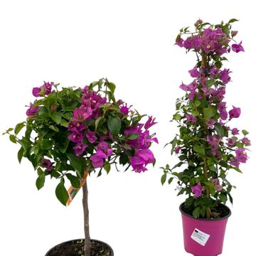 Bougainvillea glabra SANDERIANA MIX