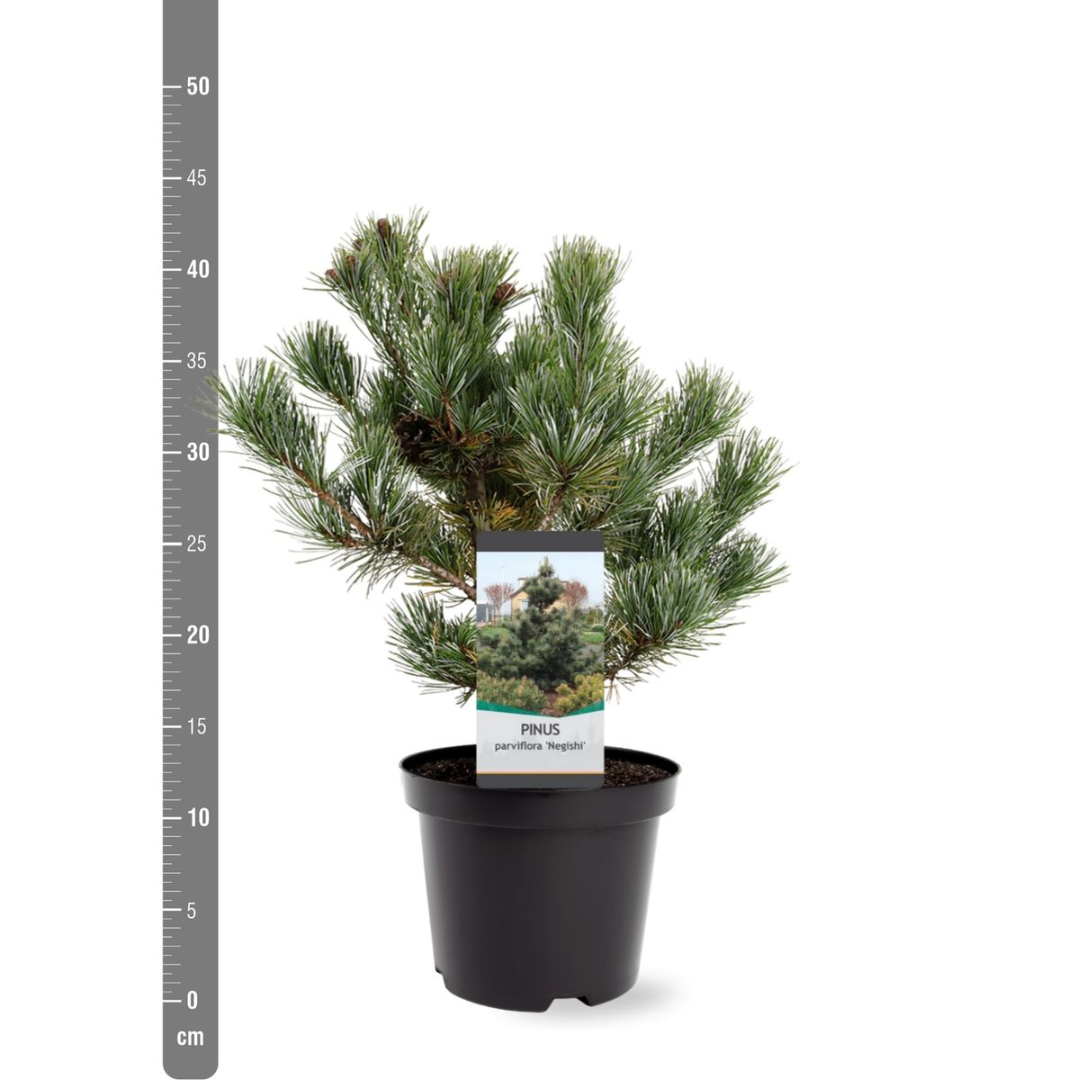 plante bambus Bambus für den Balkon kaufen – Green Me Up