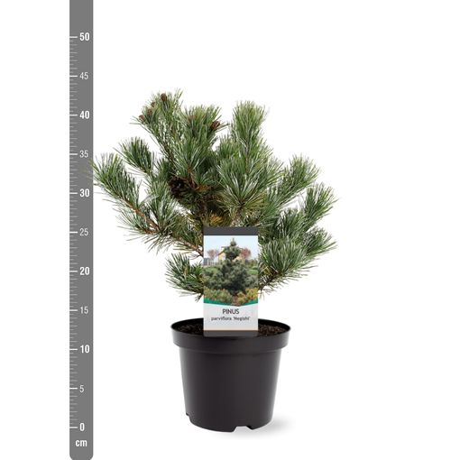 Pinus parviflora 'Negishi' (Bremmer Boomkwekerijen)