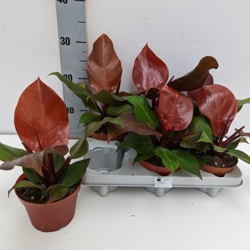 Filodendro 'Sunlight'