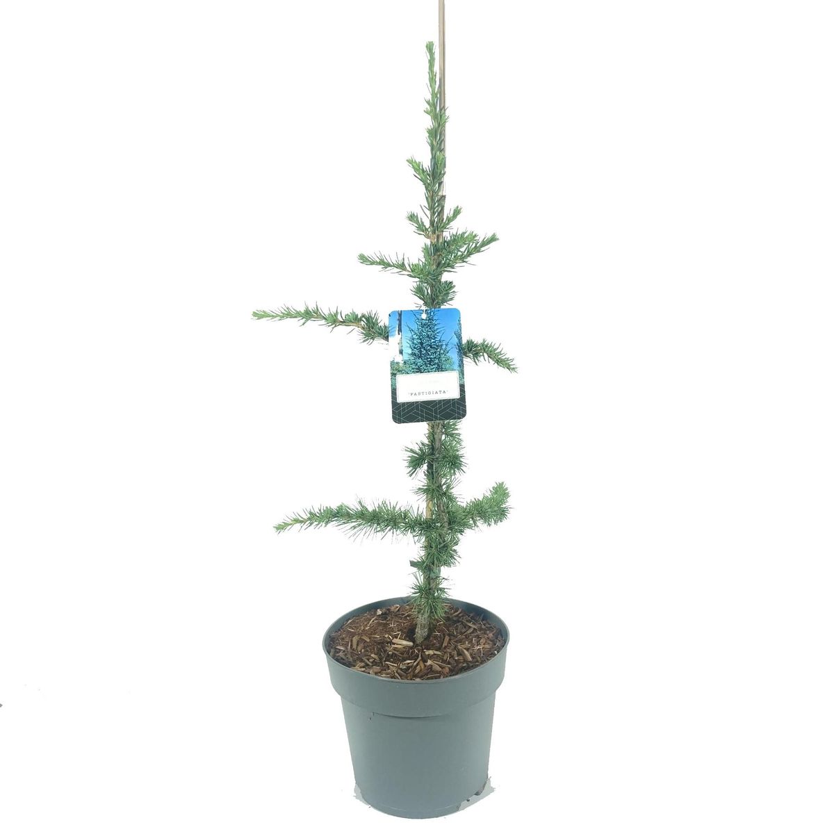 Cedrus libani 'Fastigiata' — Plant Wholesale FlorAccess