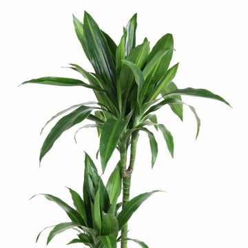 Dracaena fragrans 'Paloma'