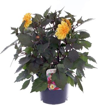Dahlia HAPPY DAYS YELLOW