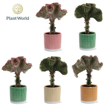 Euphorbia lactea CRISTATA MIX