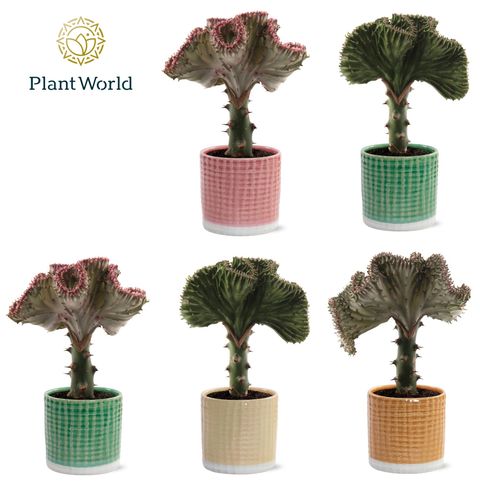 Euphorbia lactea CRISTATA MIX