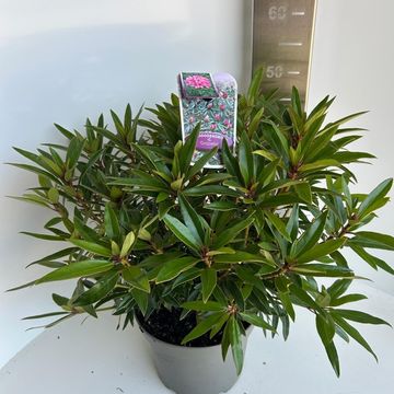 Rhododendron 'Graziella'