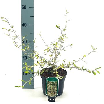 Corokia x virgata 'Sunsplash'