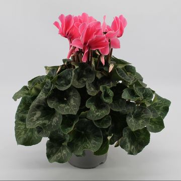 Cyclamen persicum SUPER SERIE S MAMMOTH LIGHT SALMON PINK