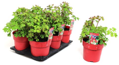 Aquilegia vulgaris 'Winky Red-White'