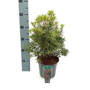 Pieris japonica 'Little Heath'