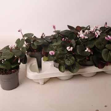 Cyclamen coum MIX