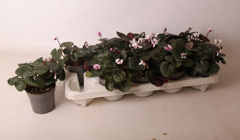 Cyclamen coum MIX