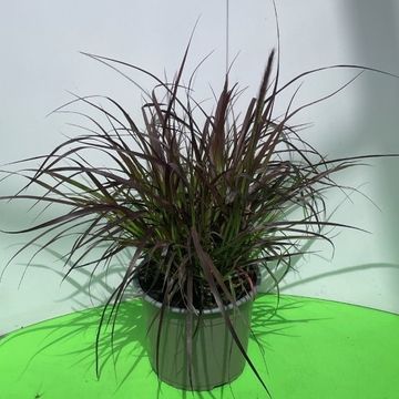 Pennisetum advena 'Rubrum'