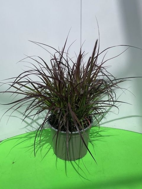 Pennisetum advena 'Rubrum'