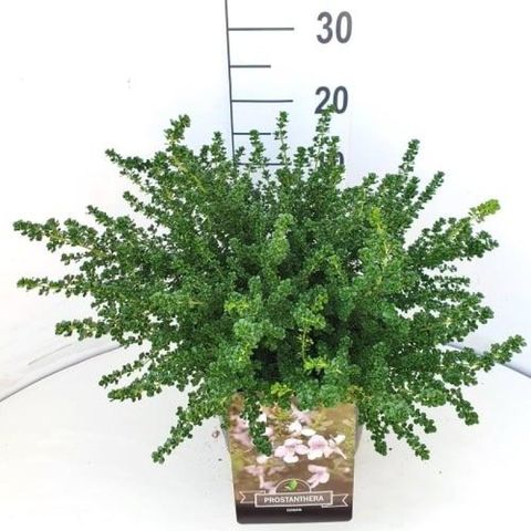 Prostanthera cuneata