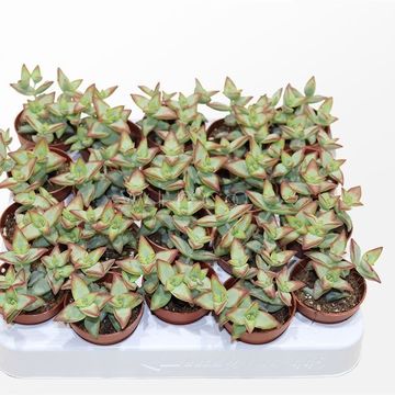 Crassula perforata 'Hoshiotome'