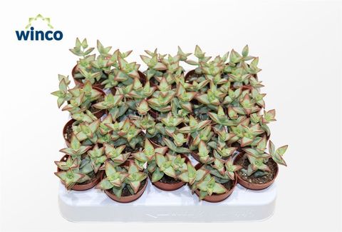 Crassula perforata 'Hoshiotome'