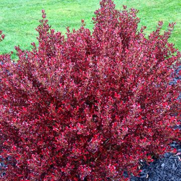 Coprosma PACIFIC SUNSET