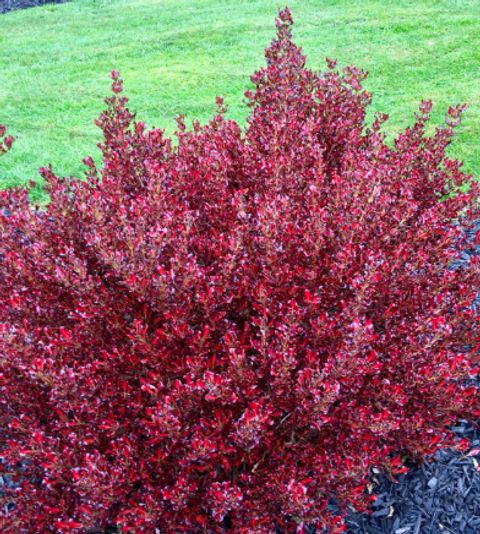 Coprosma PACIFIC SUNSET