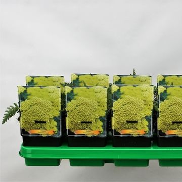 Achillea 'Coronation Gold'