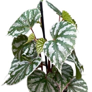 Begonia 'Cream Powder'