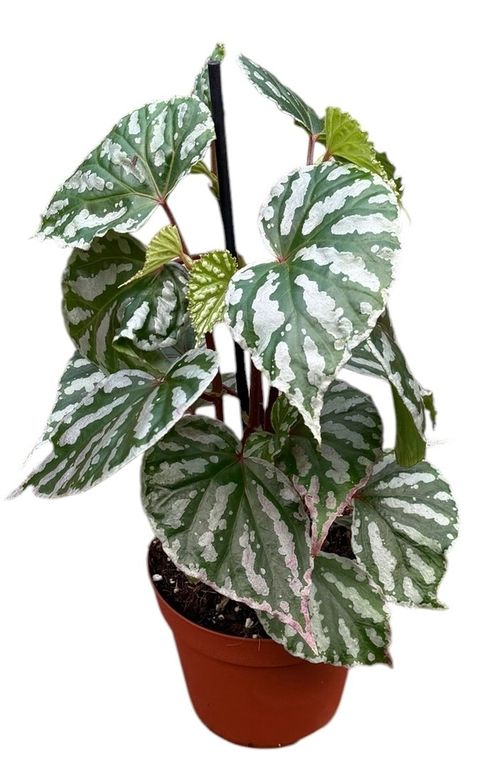 Begonia 'Cream Powder'