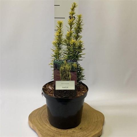 Taxus baccata 'David'