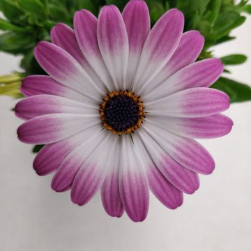 Osteospermum MARGARITA PINK FLARE