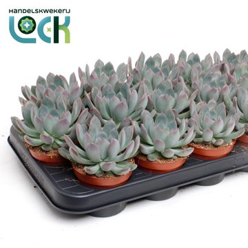 Echeveria pulidonis