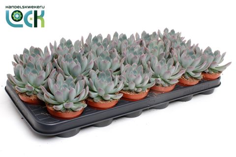 Echeveria pulidonis