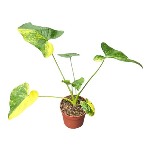 Philodendron bipinnatifidum 'Variegata'