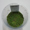 Azolla caroliniana