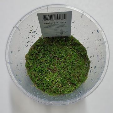 Azolla caroliniana