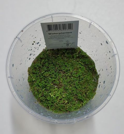 Azolla caroliniana