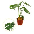 Monstera 'Thai Constellation'
