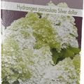 Hydrangea paniculata 'Silver Dollar'