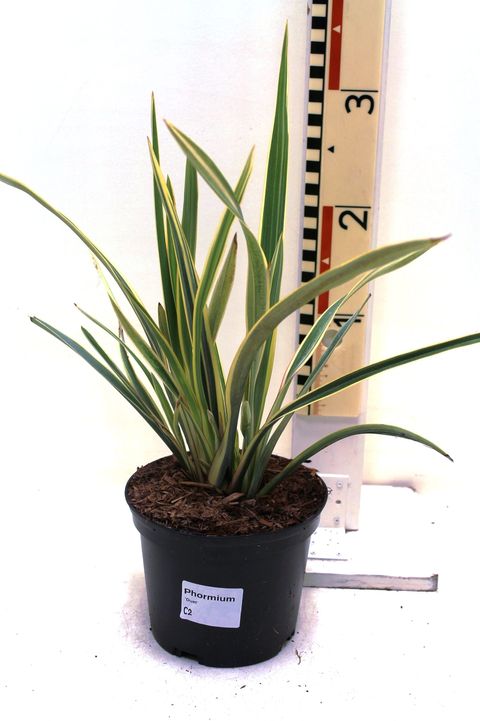 Phormium 'Duet'