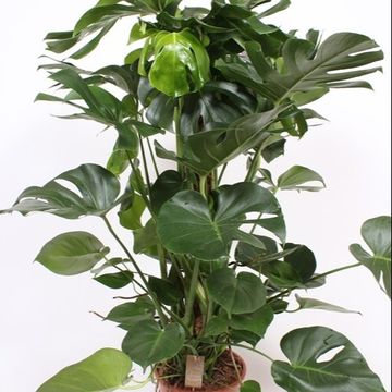 Monstera deliciosa