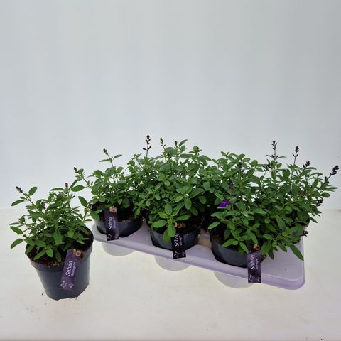 Salvia greggii MIRAGE PINK