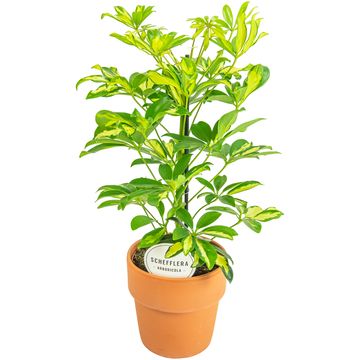 Schefflera arboricola 'Gerda'