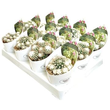 Mammillaria gracilis texensis