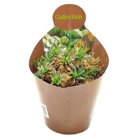 Euphorbia 'Cocklebur'