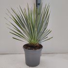 Yucca rostrata