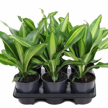 Dracaena fragrans BURLEY